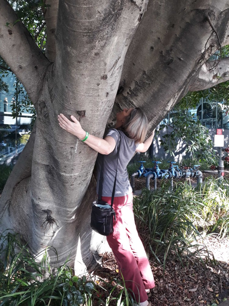 tree hug